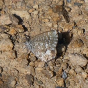 Theclinesthes serpentata at Theodore, ACT - 29 Apr 2019 12:26 PM