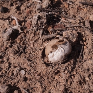 Disciseda australis at Weston, ACT - 22 Apr 2019 12:00 AM