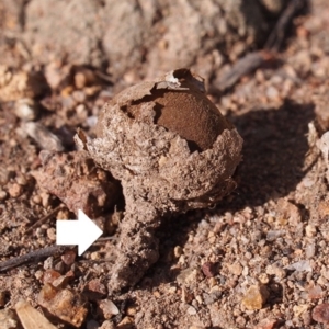 Disciseda australis at Weston, ACT - 22 Apr 2019 12:00 AM