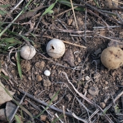 Bovista (A puffball) at Oakey Hill - 22 Apr 2019 by Heino1