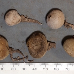 Bovista cunninhamii at Chifley, ACT - 22 Apr 2019 12:00 AM