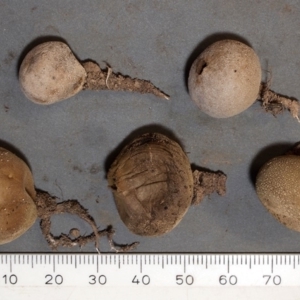 Bovista cunninhamii at Chifley, ACT - 22 Apr 2019 12:00 AM