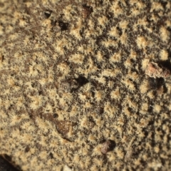 Bovista cunninhamii at Chifley, ACT - 22 Apr 2019 12:00 AM