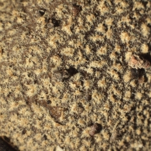 Bovista cunninhamii at Chifley, ACT - 22 Apr 2019 12:00 AM