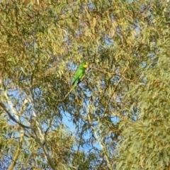 Polytelis swainsonii (Superb Parrot) at Wanniassa, ACT - 29 Apr 2019 by Jenjen