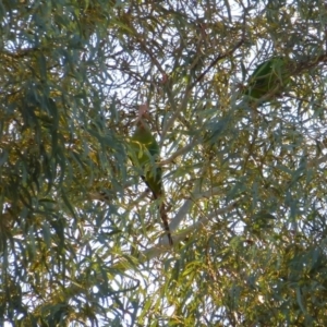 Polytelis swainsonii at Wanniassa, ACT - suppressed