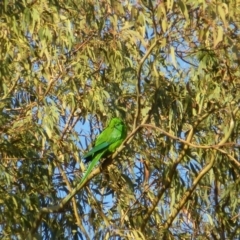 Polytelis swainsonii at Wanniassa, ACT - suppressed