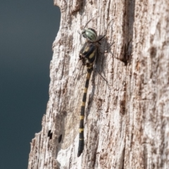 Cordulephya pygmaea (Common Shutwing) at Kosciuszko National Park - 25 Apr 2019 by rawshorty