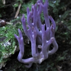 Clavaria zollingeri (Clavaria zollingeri) at Box Cutting Rainforest Walk - 29 Apr 2019 by Teresa