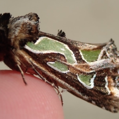 Cosmodes elegans (Green Blotched Moth) at Australian National University - 29 Apr 2019 by Laserchemisty