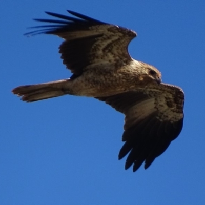 Haliastur sphenurus (Whistling Kite) at Fyshwick, ACT - 26 Apr 2019 by roymcd