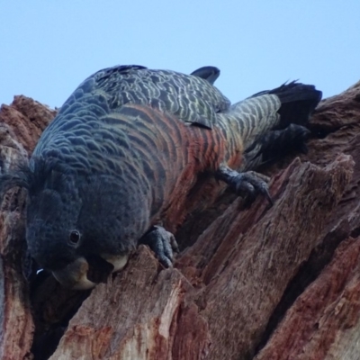 Callocephalon fimbriatum (Gang-gang Cockatoo) at Red Hill, ACT - 27 Apr 2019 by roymcd