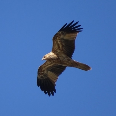 Haliastur sphenurus (Whistling Kite) at Fyshwick Sewerage Treatment Plant - 29 Apr 2019 by roymcd