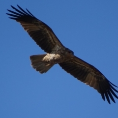 Haliastur sphenurus at Fyshwick Sewerage Treatment Plant - 29 Apr 2019