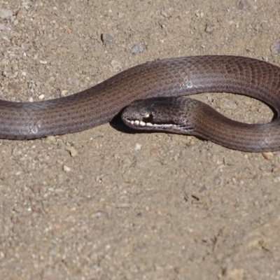 Drysdalia coronoides (White-lipped Snake) at Rendezvous Creek, ACT - 29 Apr 2019 by roymcd