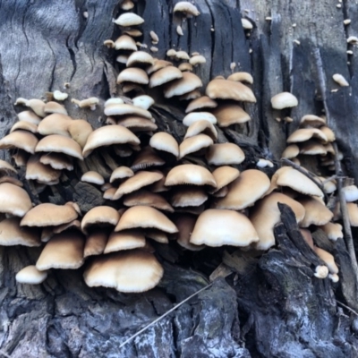 Unverified Fungus at Pambula Beach, NSW - 25 Mar 2019 by DeanAnsell