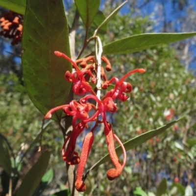 Grevillea oxyantha subsp. oxyantha (Kybean Grevillea) at Cotter River, ACT - 29 Apr 2019 by RobParnell