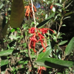 Grevillea oxyantha subsp. oxyantha at Cotter River, ACT - 29 Apr 2019