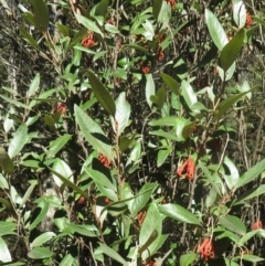 Grevillea oxyantha subsp. oxyantha at Cotter River, ACT - 29 Apr 2019