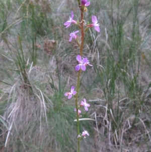 Stylidium armeria subsp. armeria at Cotter River, ACT - 29 Apr 2019