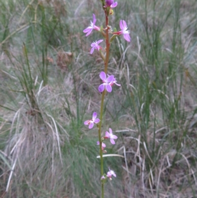 Stylidium armeria subsp. armeria (thrift trigger plant) at Cotter River, ACT - 29 Apr 2019 by RobParnell