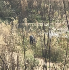 Sus scrofa (Pig (feral)) at Googong Foreshore - 21 Apr 2019 by PeterR