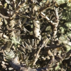 Melicytus sp. at Mount Clear, ACT - 6 Jul 2019