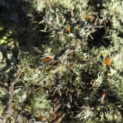 Melicytus sp. at Mount Clear, ACT - 6 Jul 2019 03:25 PM