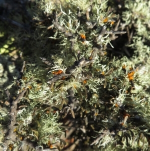 Melicytus sp. at Mount Clear, ACT - 6 Jul 2019