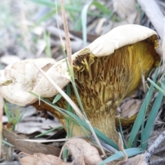 Phylloporus sp. (Phylloporus sp.) at Deakin, ACT - 27 Apr 2019 by JackyF