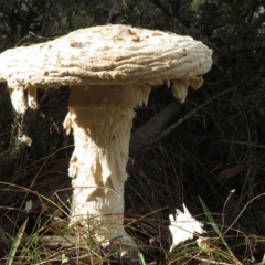 Amanita ochrophylla group at Mount Clear, ACT - 18 Apr 2019 by RobParnell