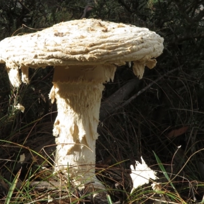 Amanita ochrophylla group at Mount Clear, ACT - 18 Apr 2019 by RobParnell