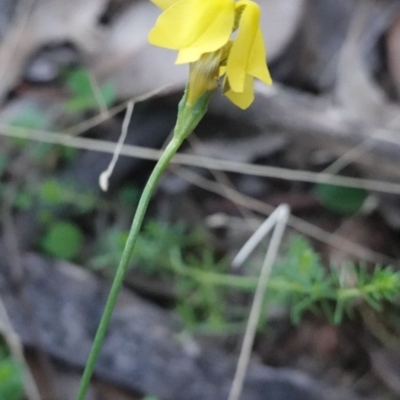 Goodenia pinnatifida (Scrambled Eggs) at Deakin, ACT - 27 Apr 2019 by JackyF