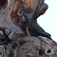 Callocephalon fimbriatum (Gang-gang Cockatoo) at Hughes, ACT - 29 Apr 2019 by JackyF