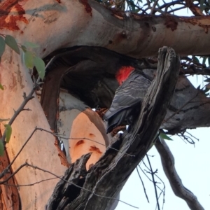 Callocephalon fimbriatum at Hughes, ACT - suppressed
