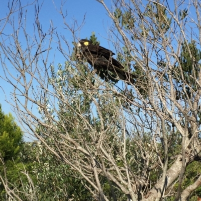 Zanda funerea (Yellow-tailed Black-Cockatoo) at Bermagui, NSW - 17 Feb 2019 by JackieLambert