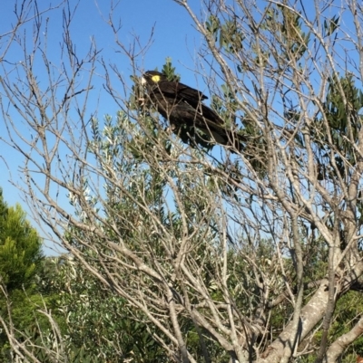 Zanda funerea (Yellow-tailed Black-Cockatoo) at Bermagui, NSW - 16 Feb 2019 by Jackie Lambert