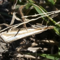 Hednota species near grammellus (Pyralid or snout moth) at Tuggeranong Hill - 18 Apr 2019 by Owen