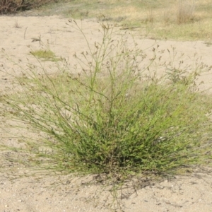 Verbena caracasana at Paddys River, ACT - 12 Mar 2019