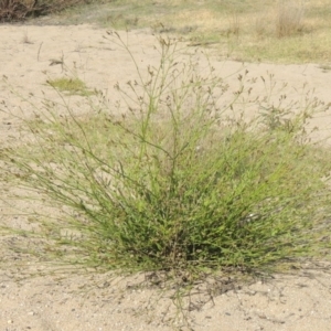 Verbena caracasana at Paddys River, ACT - 12 Mar 2019 05:44 PM