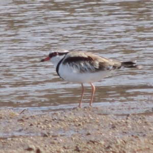 Charadrius melanops at Paddys River, ACT - 12 Mar 2019