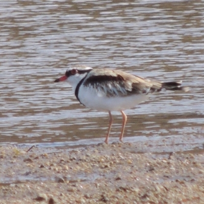 Charadrius melanops (Black-fronted Dotterel) at Point Hut to Tharwa - 12 Mar 2019 by MichaelBedingfield