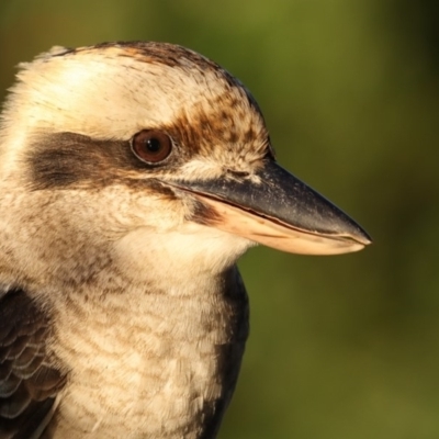 Dacelo novaeguineae (Laughing Kookaburra) at Merimbula, NSW - 25 Apr 2019 by Leo