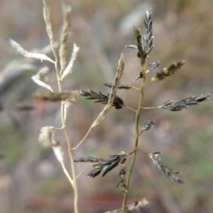 Eragrostis brownii at Jerrabomberra, NSW - 23 Apr 2019