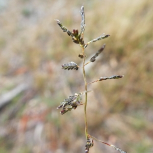 Eragrostis brownii at Jerrabomberra, NSW - 23 Apr 2019