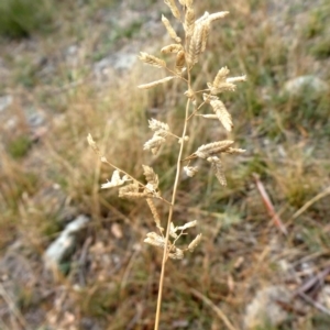 Eragrostis cilianensis at Jerrabomberra, NSW - 23 Apr 2019 10:31 AM