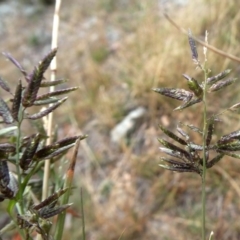 Eragrostis cilianensis at Jerrabomberra, NSW - 23 Apr 2019 10:31 AM