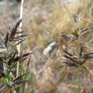 Eragrostis cilianensis at Jerrabomberra, NSW - 23 Apr 2019 10:31 AM