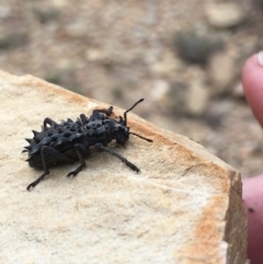 Acantholophus echinatus (Spiny ground weevil) at Yass River, NSW - 12 Dec 2018 by JonLewis