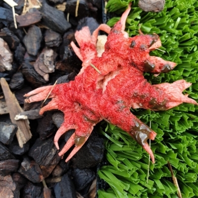 Aseroe rubra (Anemone Stinkhorn) at Conder, ACT - 30 Apr 2019 by HilaryC